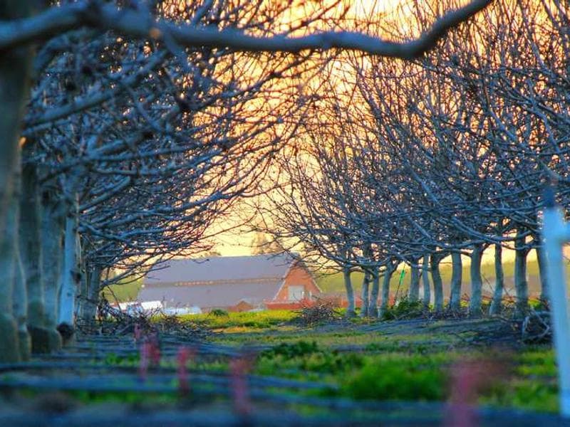Frozen Açaí Packets