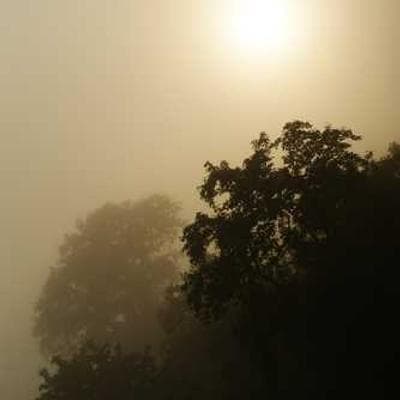 Just Bare Chicken Nuggets