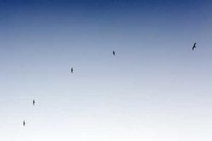 General Tso's Chicken